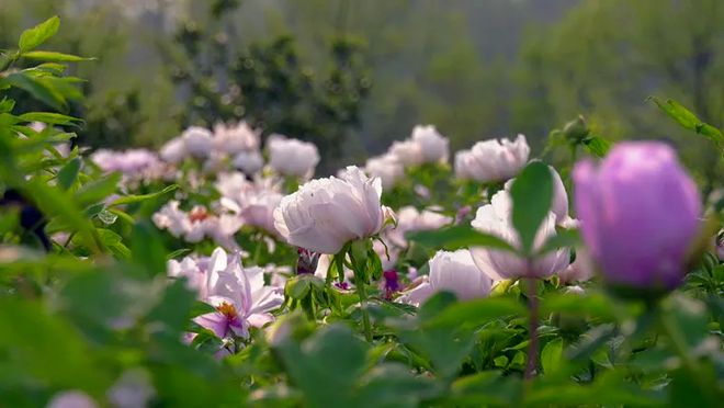 休闲茶餐厅加盟_休闲茶餐厅图片_湿地公园休闲茶餐厅电话